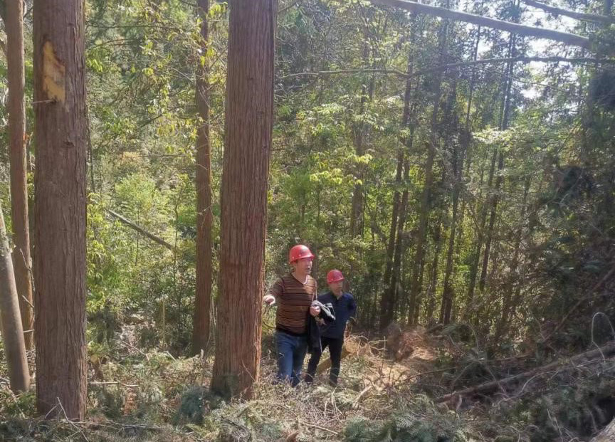 “兩節(jié)”前夕，“綠盾”行動(dòng)——福建金森嚴(yán)格把關(guān)林木采伐施工